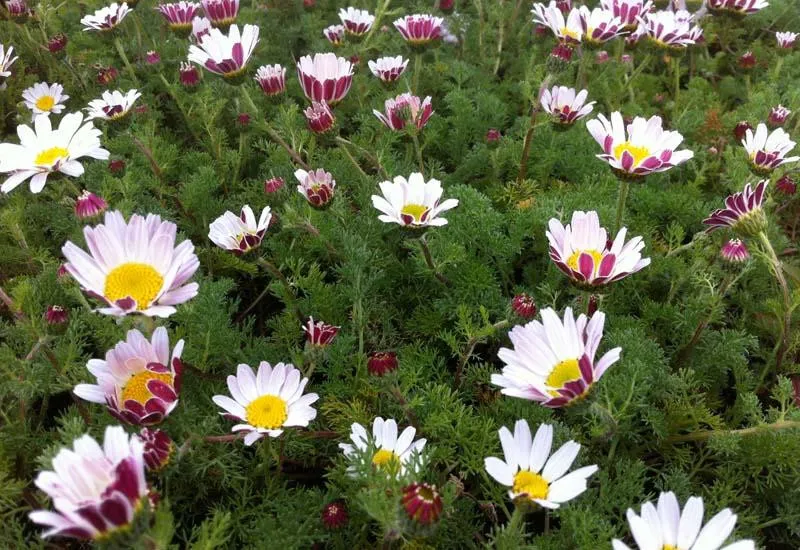 Une photo de fleurs de Pyrèthre d'Afrique