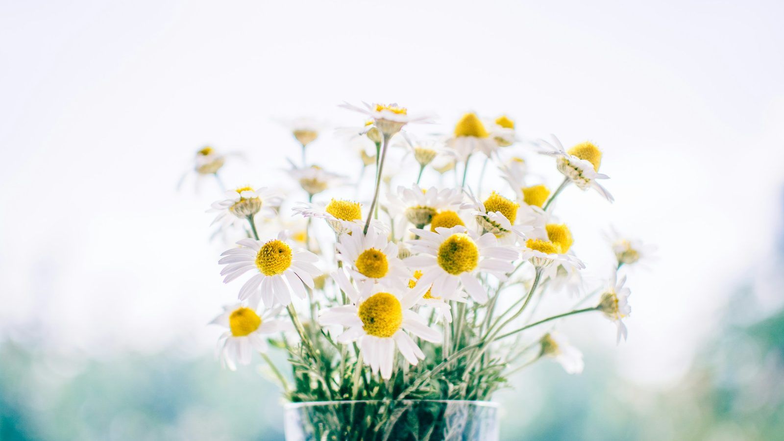 Fleurs de camomille séchées et gélules blanches d'apigénine sur une table en bois clair