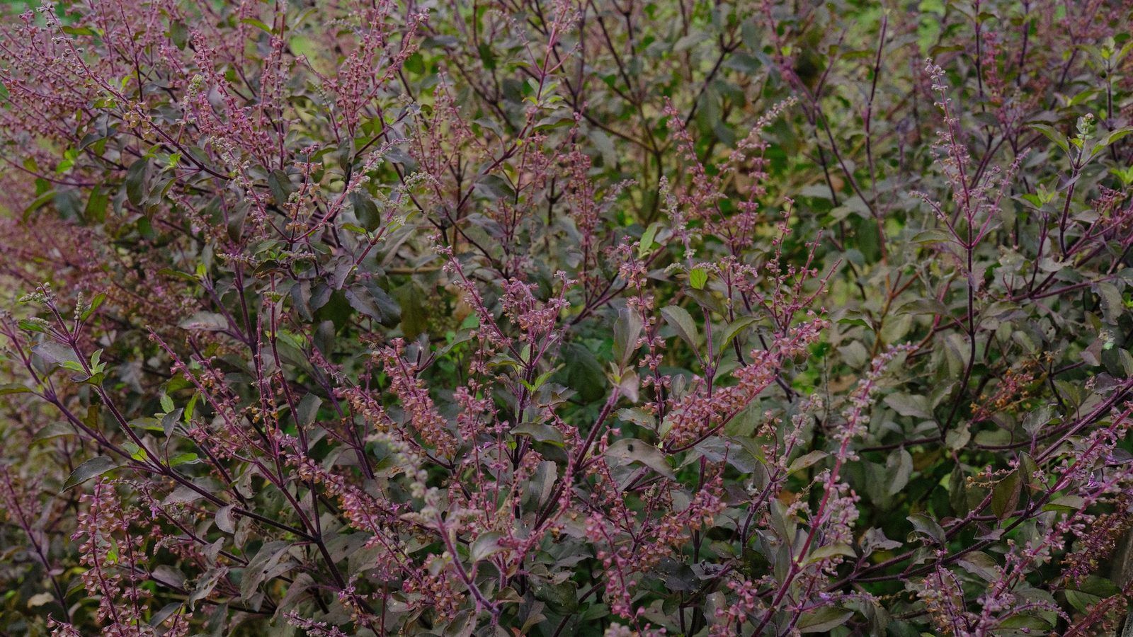 Feuilles fraîches de basilic sacré (tulsi) aux tiges violacées, à côté d'une tasse de tisane