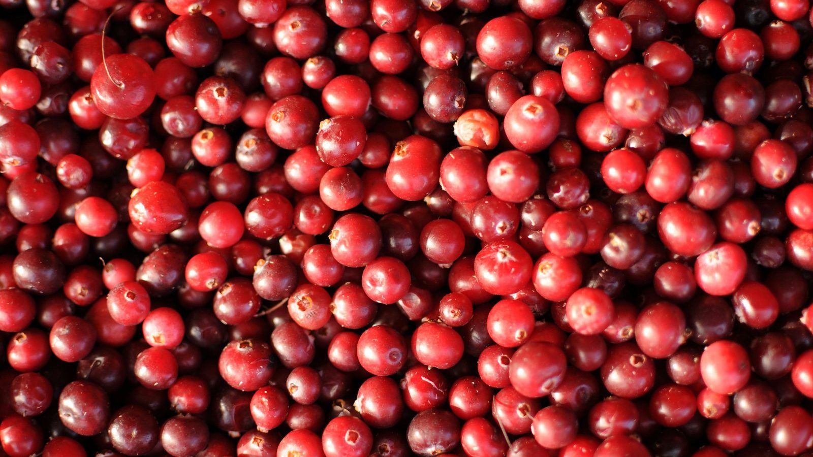 Baies rouges de camu camu et poudre beige rosé dans une cuillère en bois
