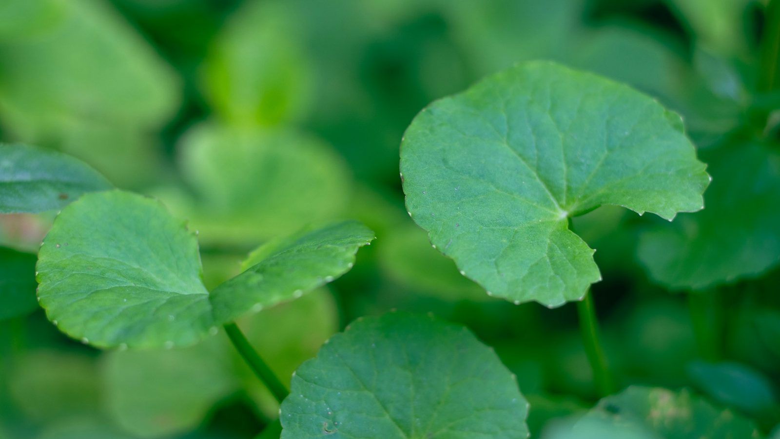 Feuilles rondes et fraîches de Centella asiatica (hydrocotyle d'Asie) sur une planche en bois