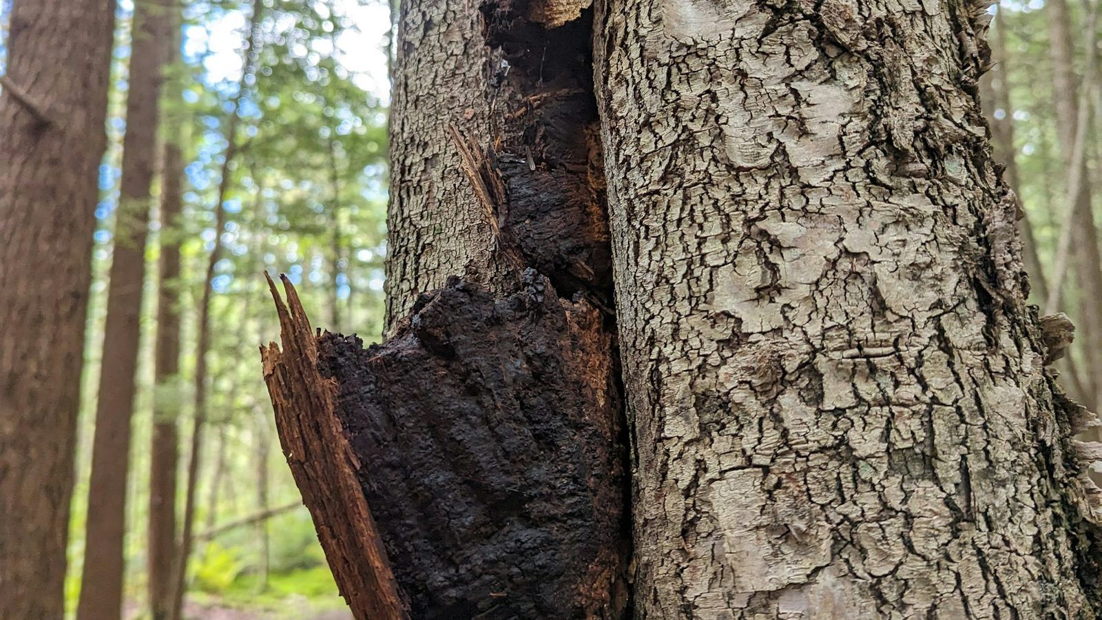 Excroissance noire et craquelée de chaga sur le tronc d'un bouleau