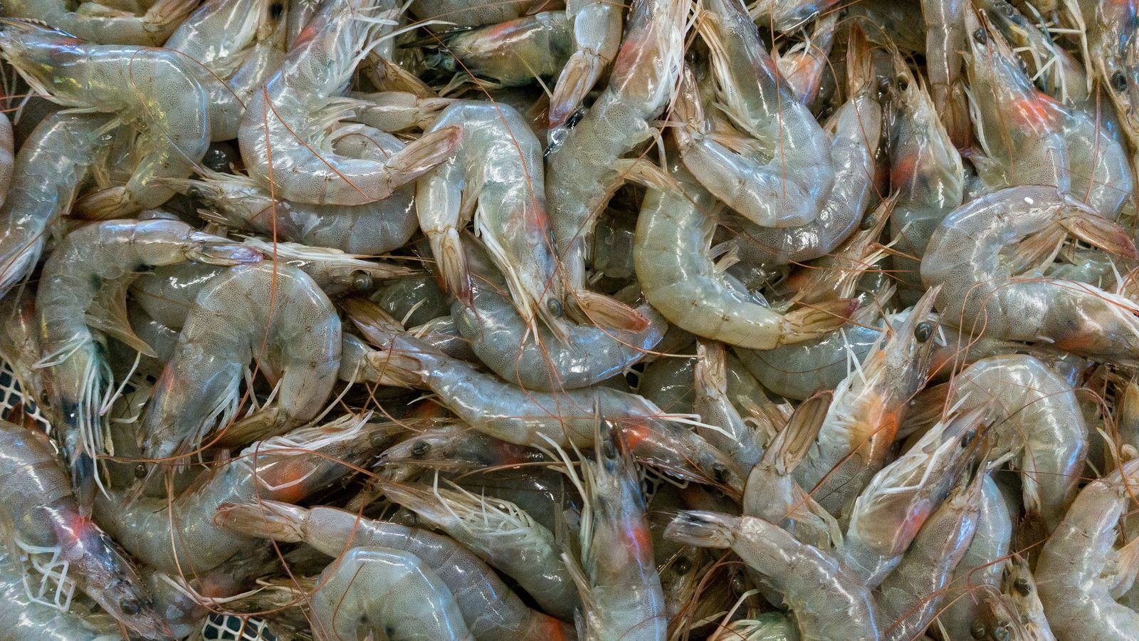 Gélules de chitosan et poudre blanc cassé dans une coupelle, à côté de carapaces de crevettes séchées