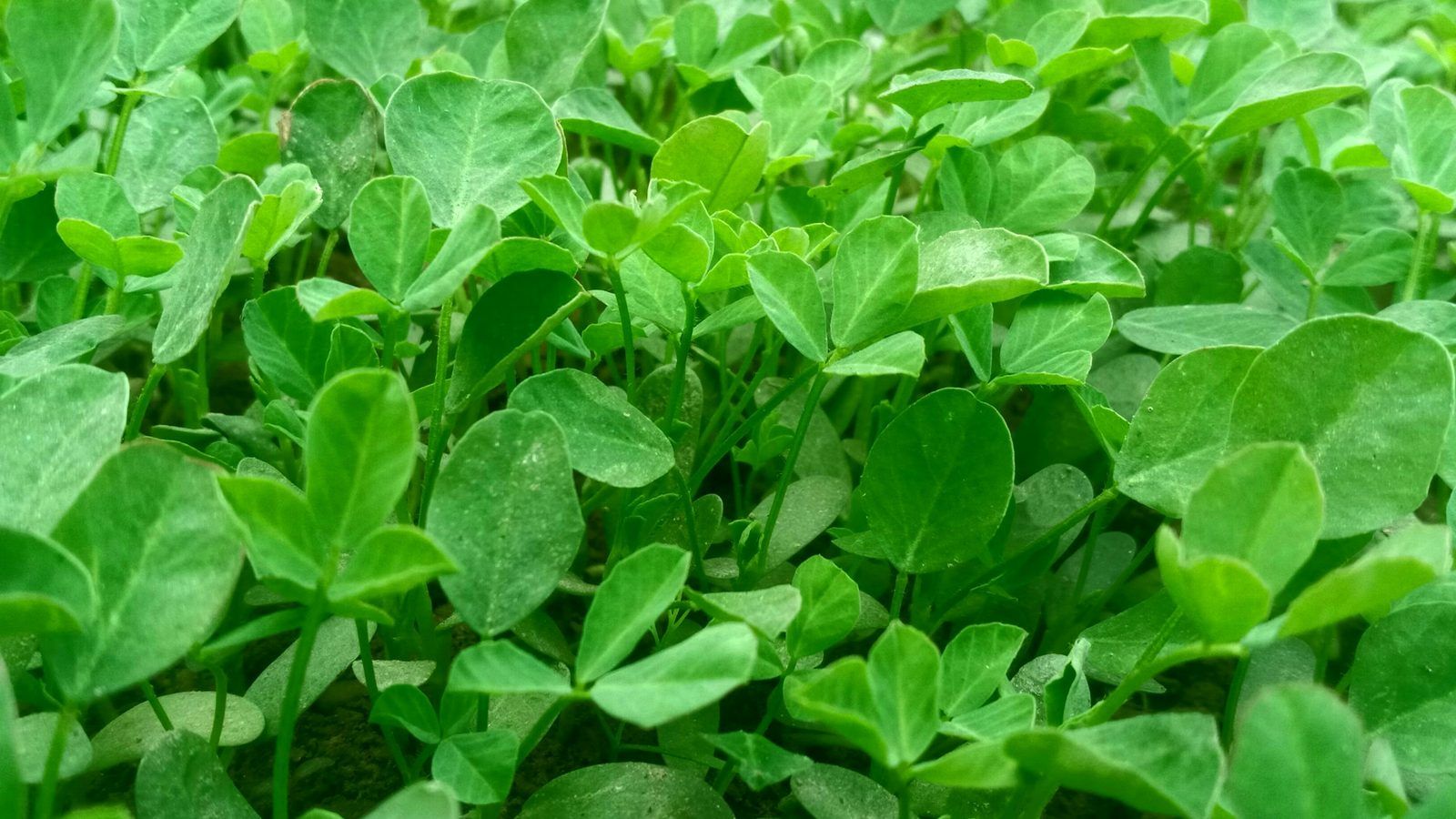Graines de fenugrec dorées dans une cuillère en bois, à côté d'un bol de poudre de fenugrec et de quelques gélules