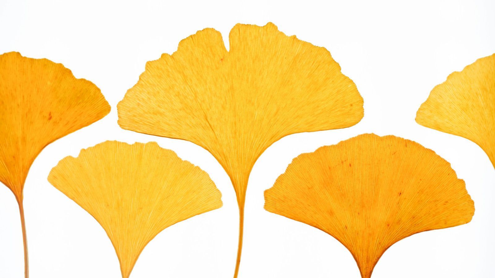 Feuilles de ginkgo biloba en forme d'éventail, vertes et jaunes, posées sur une table en bois clair