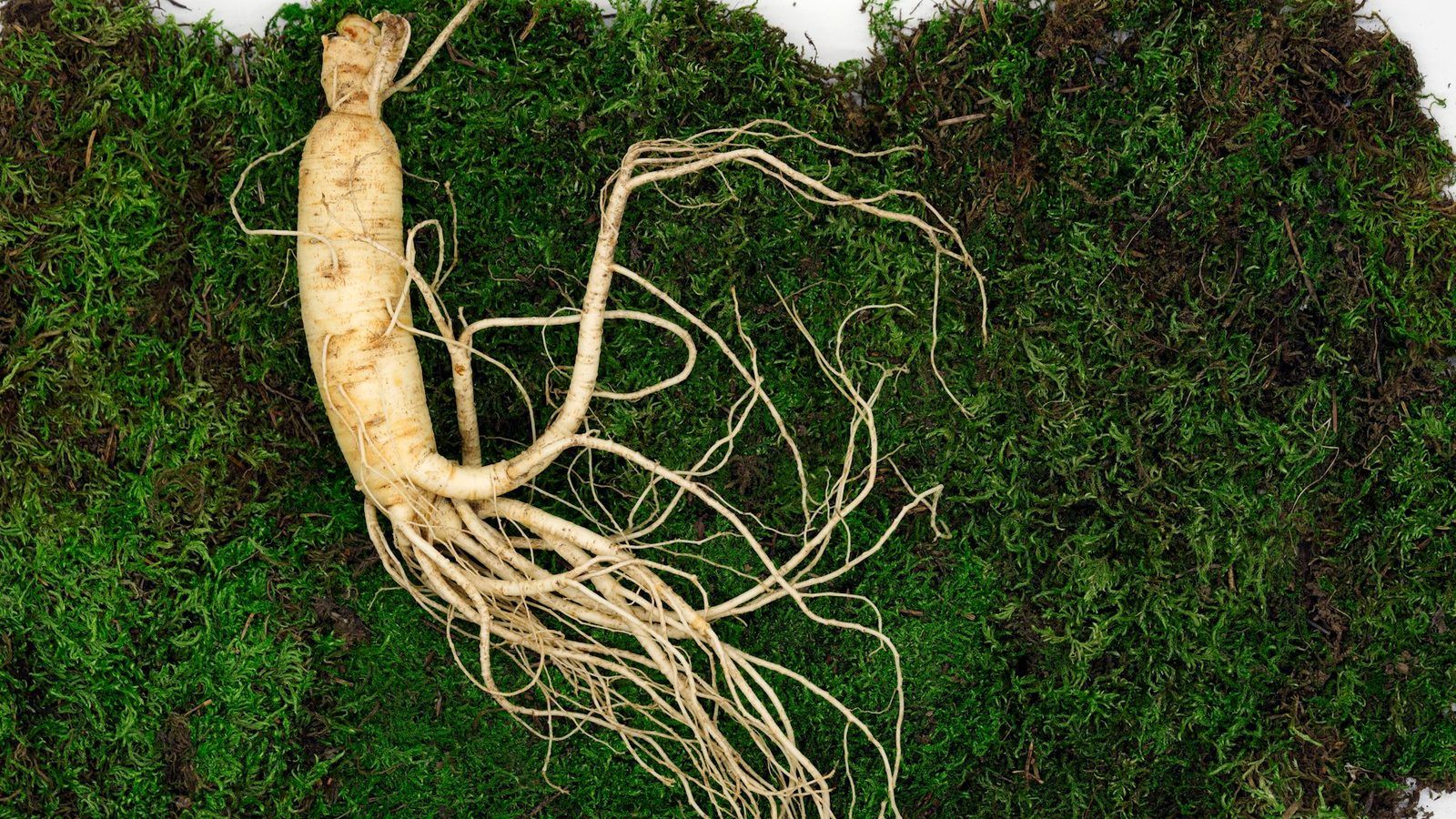 Racines de ginseng fraîches et tranches de ginseng rouge séché posées sur une planche en bois