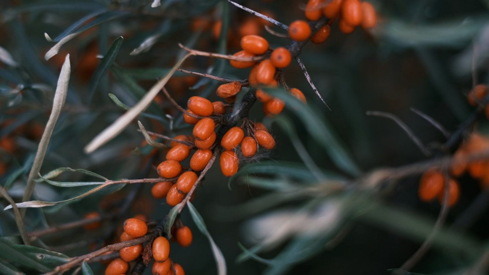 Capsules orangées d'huile d'argousier posées près d'une branche chargée de baies d'argousier