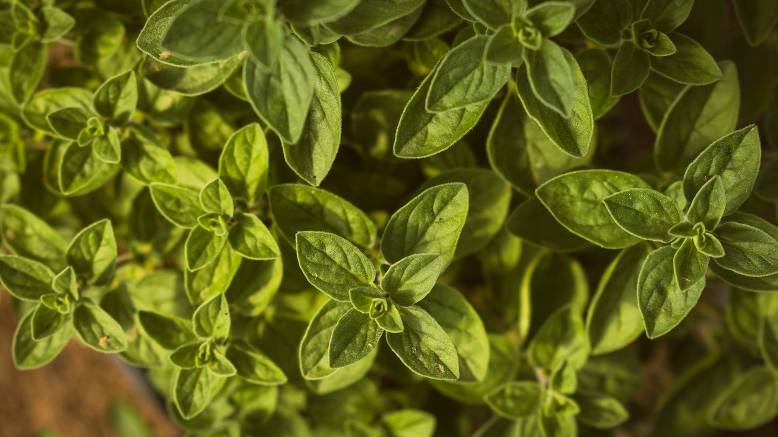 Brins d'origan frais en fleurs à côté d'un petit flacon d'huile ambrée sur une table en bois