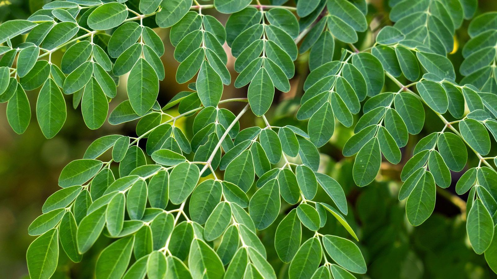 Poudre verte de feuilles de moringa dans un bol, à côté d'un rameau de feuilles fraîches de moringa