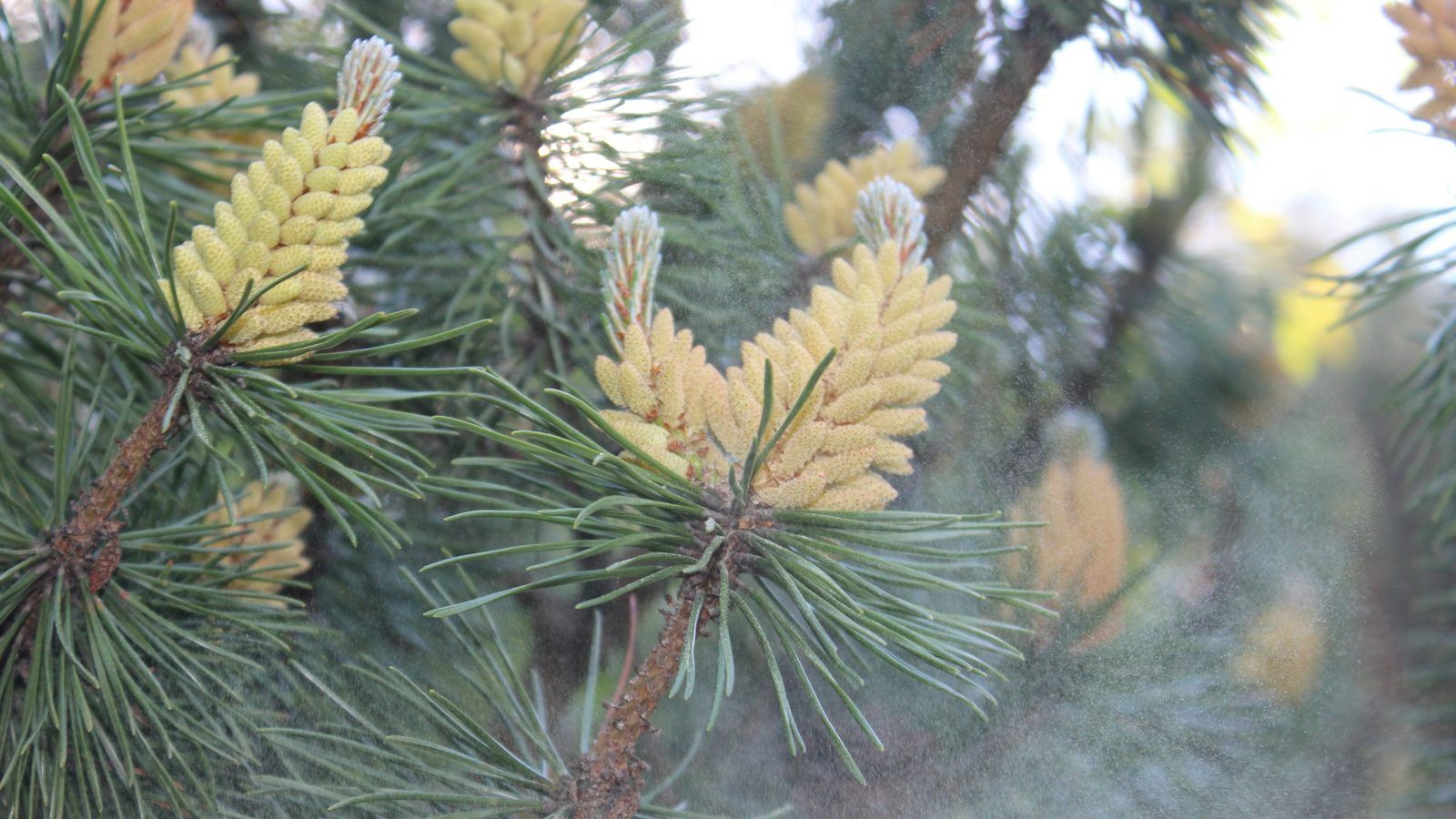 Poudre jaune de pollen de pin dans un bol en bois, à côté d'un rameau de pin portant des cônes mâles