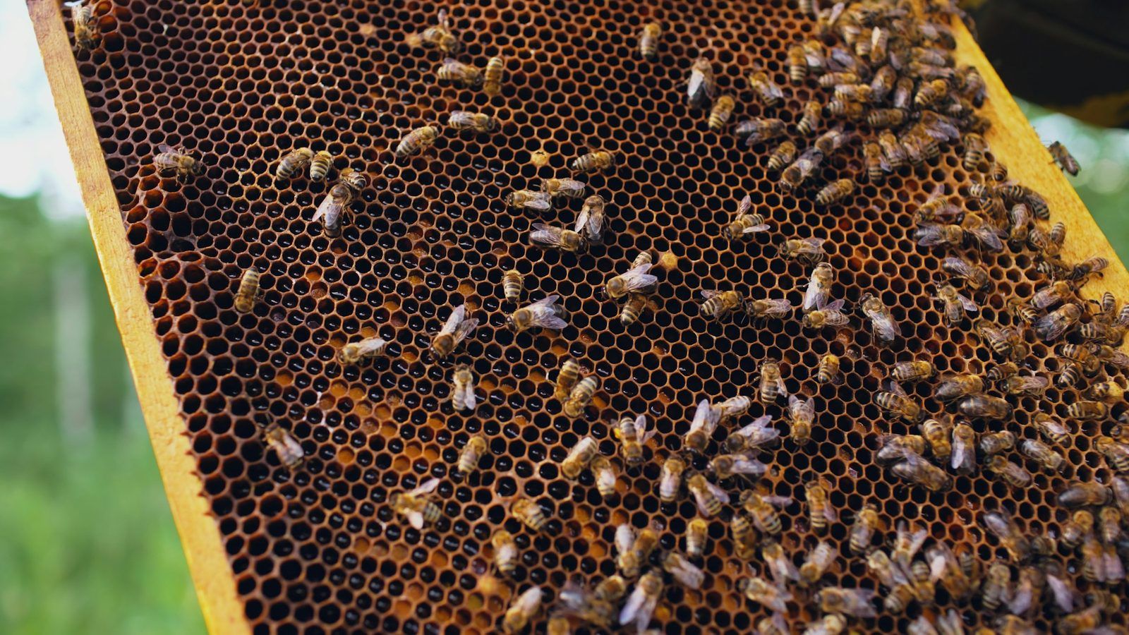 Morceaux de propolis brute brun doré posés sur un cadre de ruche en bois