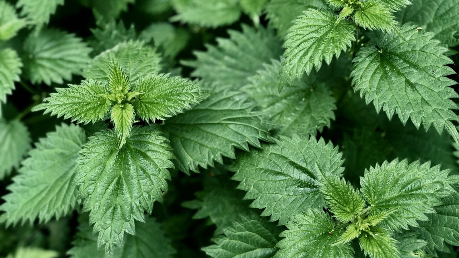 Racines d'ortie séchées et feuilles d'ortie fraîches sur une planche en bois