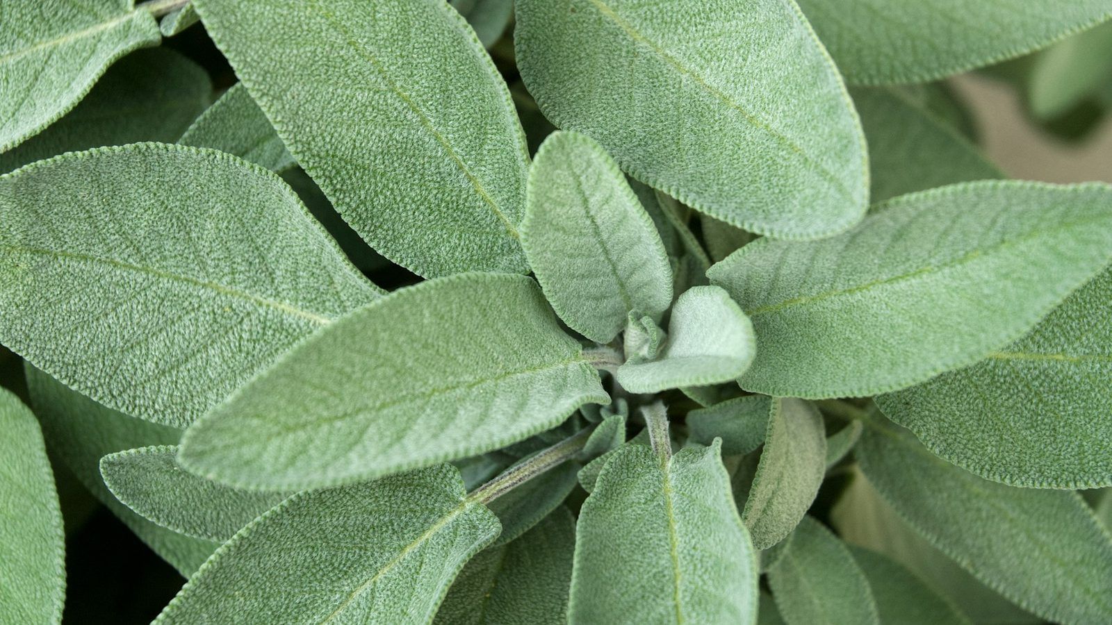Feuilles de sauge officinale fraîches, vert argenté, posées à côté d'une tasse de tisane