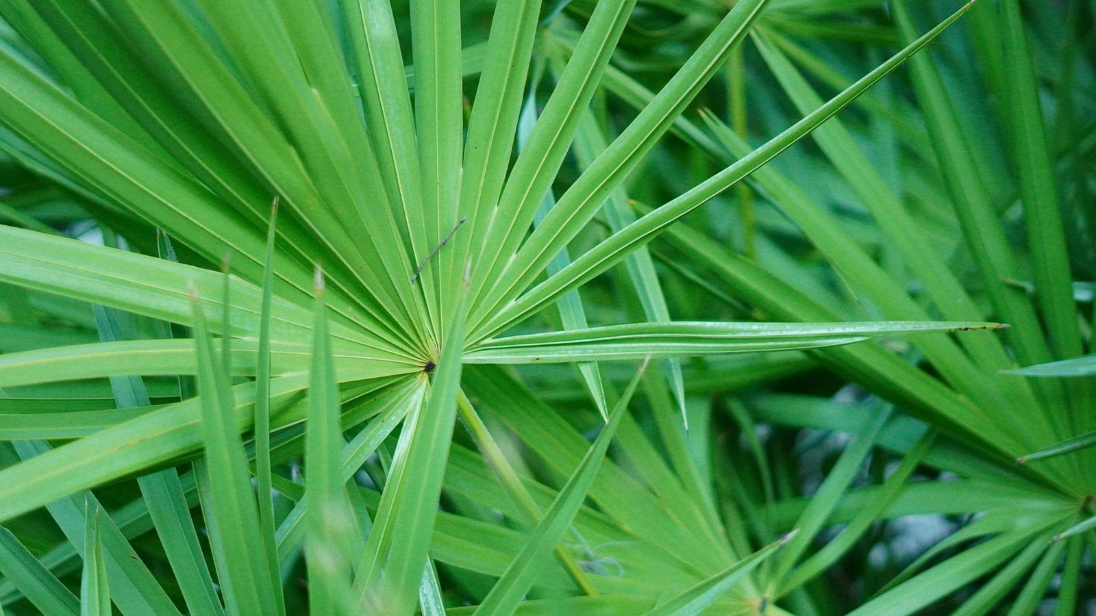 Grappe de baies de palmier nain de Floride, du vert au noir, sur des feuilles en éventail