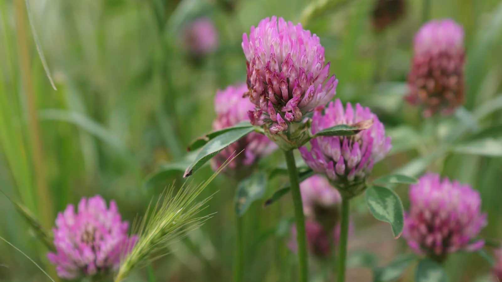 Fleurs de trèfle rouge fraîchement cueillies posées à côté de gélules végétales sur une nappe en lin